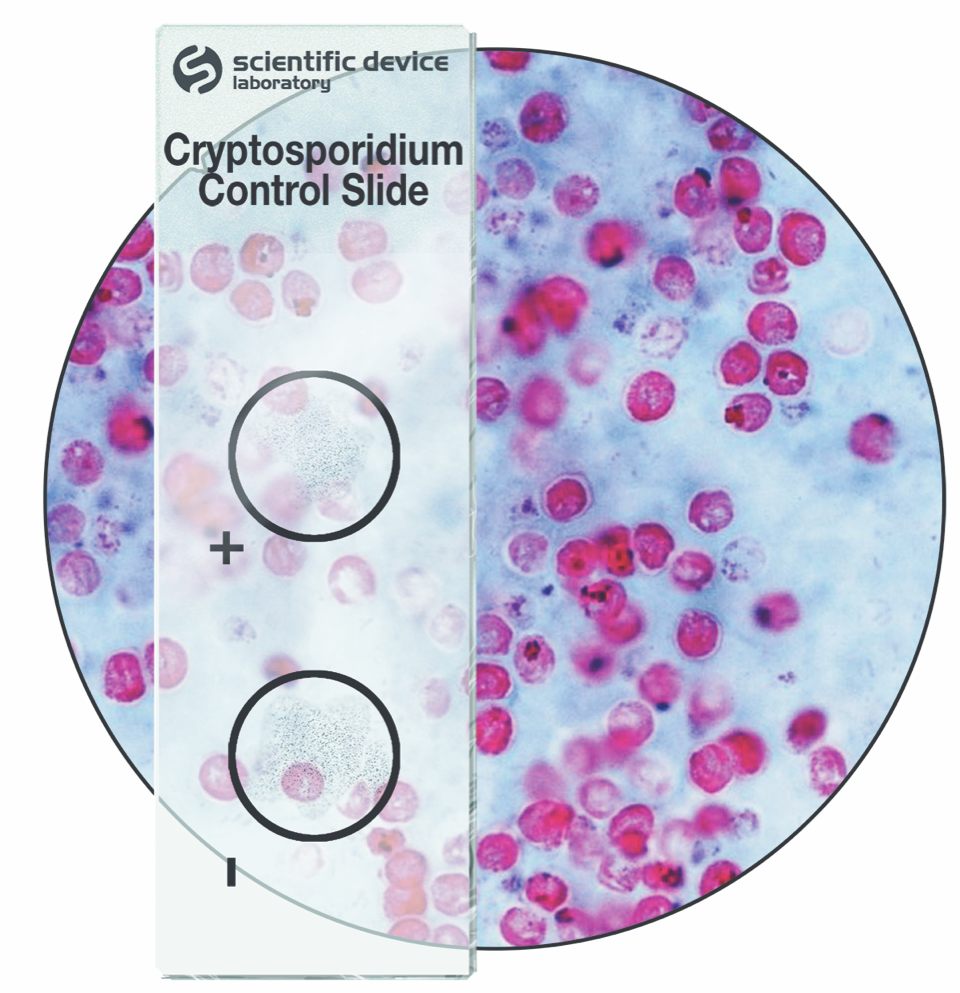 Cryptosporidium Stain Control Slide - Cat # 370