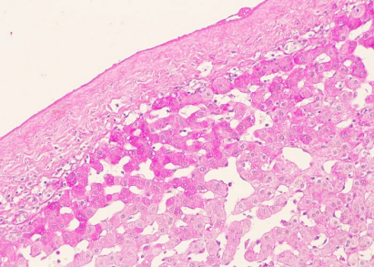 DIASTASE For enzymatic digestion 40 test