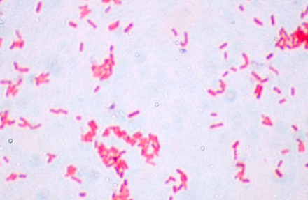 Gram for microbiology 500 ml